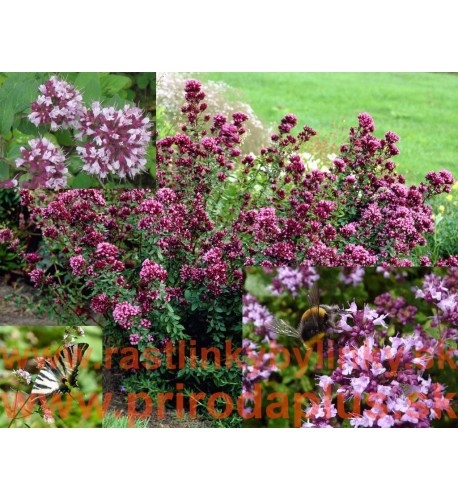 Pamajorán obyčajný-(Origanum vulgare L.)