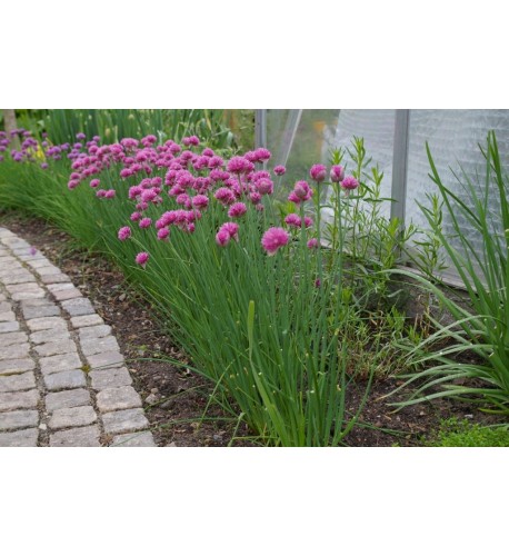 Pažítka obyčajná „Pražská“ - (Allium schoenoprasum L.)