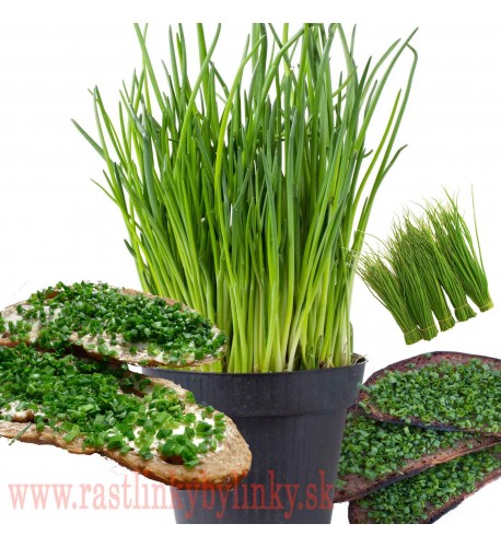 Pažítka obyčajná „Pražská“ - (Allium schoenoprasum L.)