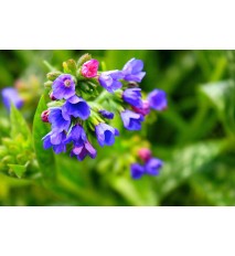 Pľúcnik lekársky - (Pulmonaria officinalis L.)