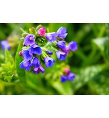 Pľúcnik lekársky - (Pulmonaria officinalis L.)