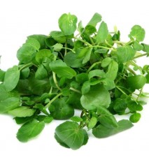 Potočnica lekárska (Nasturtium officinale L.)