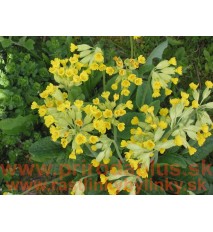 Prvosienka jarná – ( Primula veris L. )