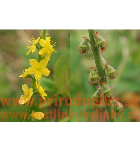 Repík lekársky (Agrimonia eupatoria L.)