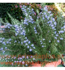 Rozmarín lekársky-(Rosmarinus officinalis L.), "Blue winter" nemrznúca odroda