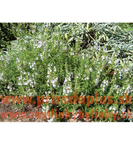 Saturejka horská–(Satureja montana L.)