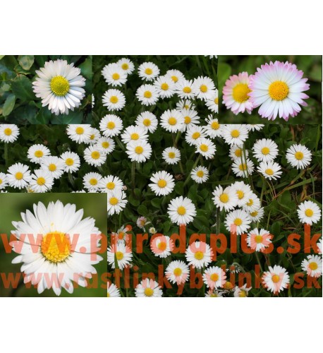Sedmokráska obyčajná-(Bellis perennis L.)