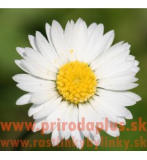 Sedmokráska obyčajná-(Bellis perennis L.)