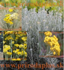 Slamiha talianska, úzkolistá (Curry, kari) - (Helichrysum italicum L.)