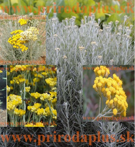 Slamiha talianska, úzkolistá (Curry, kari) - (Helichrysum italicum L.)