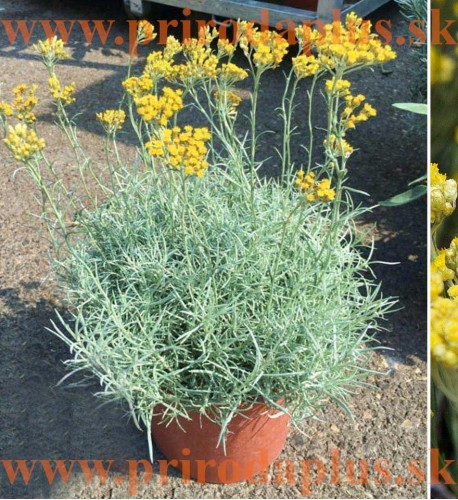 Slamiha talianska, úzkolistá (Curry, kari) - (Helichrysum italicum L.)