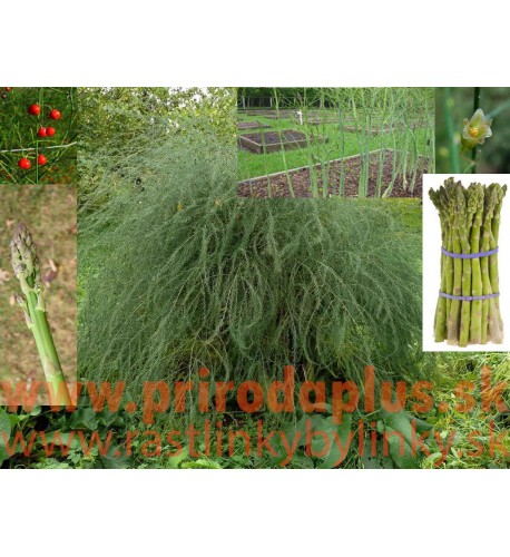 Asparagus lekársky, Špargľa-(Asparagus officinalis L.) 