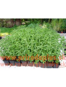 Stévia sladká-(Stevia rebaudiana Bertoni L.)