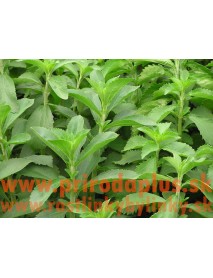 Stévia sladká-(Stevia rebaudiana Bertoni L.)