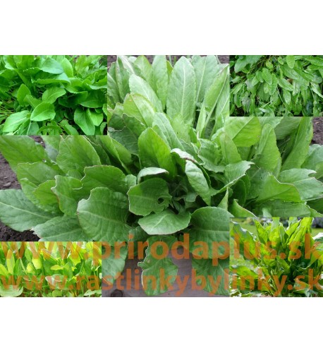 Štiav Záhradný-(Rumex Patientia L.)