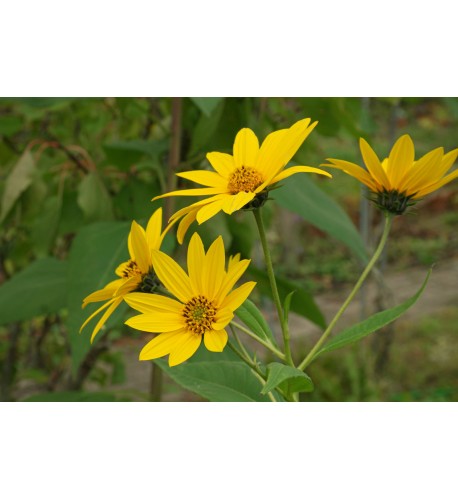 Topinambur, Slnečnica hľuznatá - (Helianthus tuberosus L.) / rastlinky, bylinky v kvetináči