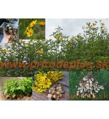 Topinambur, Slnečnica hľuznatá - (Helianthus tuberosus L.) / rastlinky, bylinky v kvetináči