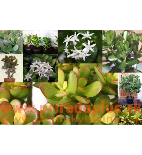 Tučnolist vajcovitý-(Crassula ovata L.)