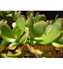 Tučnolist vajcovitý-(Crassula ovata L.)