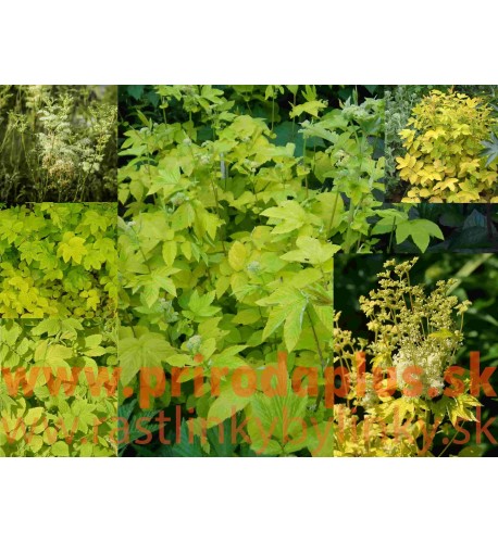 Túžobník brestový „AUREA“-(Filipendula ulmaria L.)