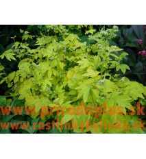 Túžobník brestový „AUREA“-(Filipendula ulmaria L.)