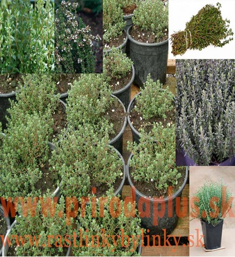 Tymián obyčajný-(Thymus vulgaris L.)