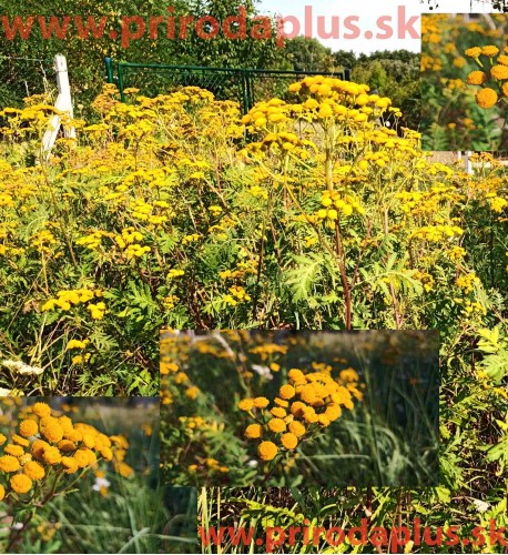 Vratič obyčajný – (Tanacetum vulgare L.), živá rastlinka v kvetináči