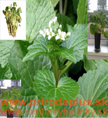 Wasabi–Pravý japonský zelený chren,(Wasabia japonica, L. alebo Eutrema japonica, L.)