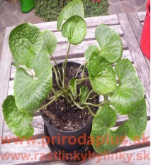 Wasabi–Pravý japonský zelený chren,(Wasabia japonica, L. alebo Eutrema japonica, L.)