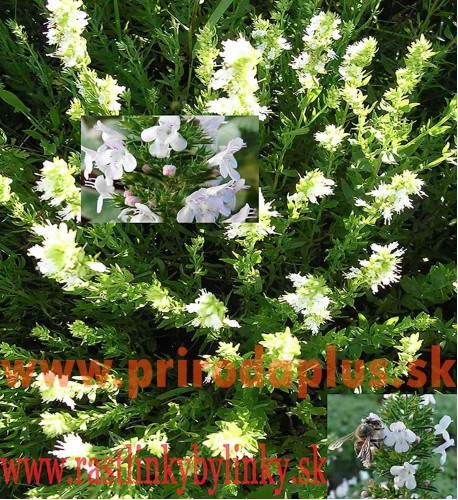 Yzop lekársky, biely-(Hyssopus officinalis L.)"ALBUS" 