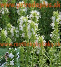 Yzop lekársky, biely-(Hyssopus officinalis L.)"ALBUS" 